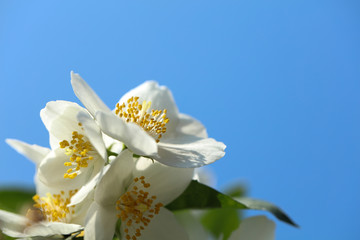 Blühender Pfeifenstrauch Philadelphus