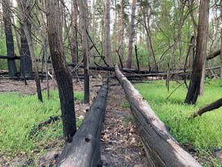 Burned trees in the forest after a fire. Traces of fire on trees in a park. Burnt bark on forest trees. Forest fires