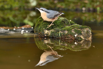 trepador azul posado en una piedra con musgo (Sitta europaea) Marbella España	