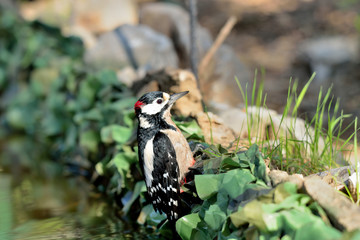 pico picapinos pájaro carpintero en el estanque  (Dendrocopos major) Marbella Andalucía España 