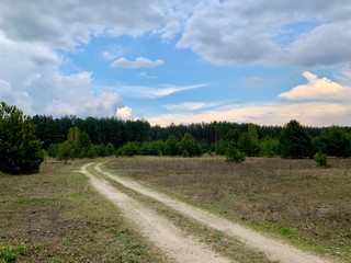 The road through the field against the blue sky and green forest. The path to the village passes near the forest. Traces of cars and carts on the grass.