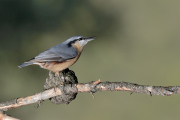 trepador azul posado en una rama con musgo (Sitta europaea) Marbella España	