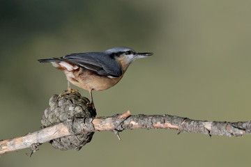 trepador azul posado en una rama con musgo (Sitta europaea) Marbella España	