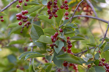 red berries on a bush