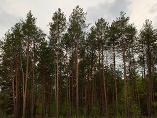 Trees against the blue sky, view from below. The tops of tall pines in a pine forest. Background texture: coniferous trees and sky.