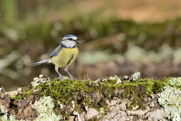 herrerillo común posado en una piedra con musgo (Cyanistes caeruleus) Marbella Andalucía España