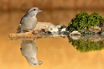 piquituerto hembra posada en un estanque con musgo (Loxia curvirostra) Marbella Andalucía España 