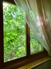 Sunny spring outside the window. Window in the house on a background of green plants. The sun's...