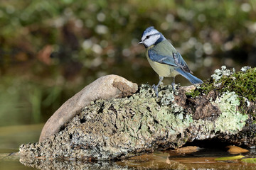 herrerillo común posado en el estanque una piedra con musgo (Cyanistes caeruleus) Marbella Andalucía España