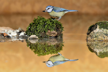 herrerillo común posado en el estanque una piedra con musgo (Cyanistes caeruleus) Marbella...