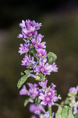 Obraz premium wild lavender found by country roads