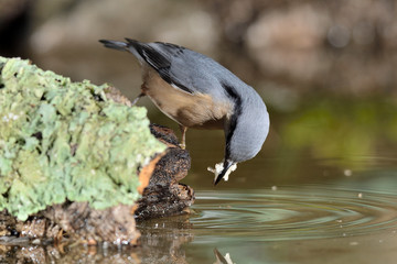 trepador azul bebiendo desde una piedra con musgo (Sitta europaea) Marbella España	