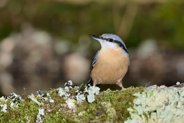 trepador azul posado en una rama con musgo (Sitta europaea) Marbella España	