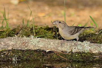 piquituerto hembra posada en el estanque en una rama con musgo (Loxia curvirostra) Marbella...