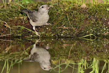 piquituerto hembra posada en el estanque en una rama con musgo (Loxia curvirostra) Marbella Andalucía España 
