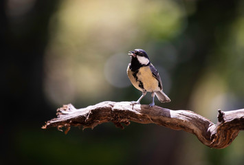 Great tit (Paris major) perching on branch with highlights and back lighting © Diarmuid