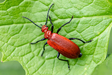 Scarlet lily beetle - Lilioceris lilii