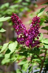 Bright branch of red lilac on a blurred background.