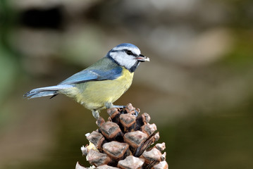 herrerillo común posado en una piña (Cyanistes caeruleus) Marbella Andalucía España