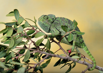 camaleón común colgado de una rama (Chamaeleo chamaeleon) Marbella Andalucía España © JOSE ANTONIO