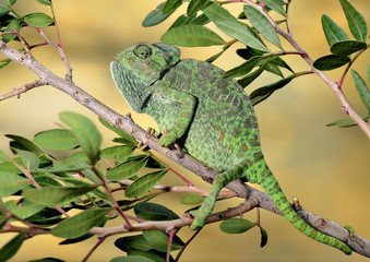 camaleón común colgado de una rama (Chamaeleo chamaeleon) Marbella Andalucía España © JOSE ANTONIO