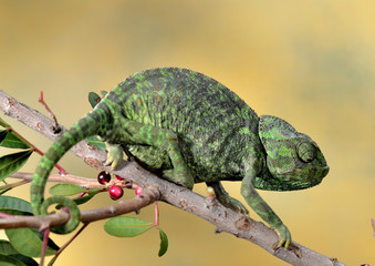 camaleón común colgado de una rama (Chamaeleo chamaeleon) Marbella Andalucía España © JOSE ANTONIO