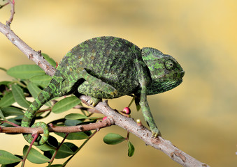 camaleón común colgado de una rama (Chamaeleo chamaeleon) Marbella Andalucía España © JOSE ANTONIO