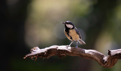 Great tit (Paris major) perching on branch with highlights and back lighting