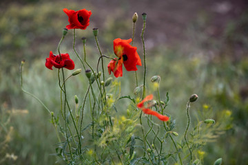 Fototapeta na wymiar Red flower on green background. Poppy, red weed