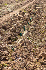 Planting grape seedlings