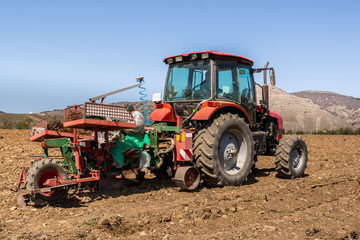 Obraz premium Planting grape seedlings