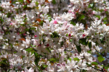 White and pink flowers of apple trees, spring, city.