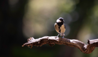 Great tit (Paris major) perching on branch with highlights and back lighting