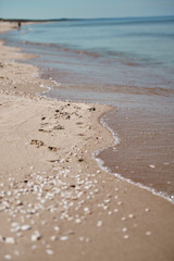 Muszle na plaży i fale morskie