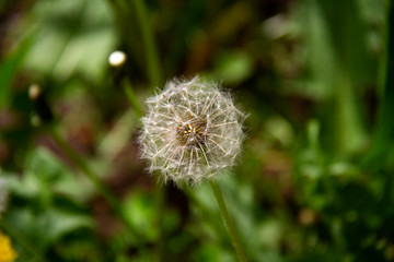 Spring fluff of dandelion. Fluffy flower.