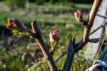 Vineyard buds