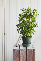 house plant in a pot on a wooden table, home interior, white wall background