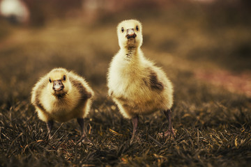 Cute gosling resting in a meadow grass. home farm