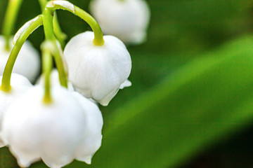 Obraz premium Flowers beautiful smell lily of the valley or may-lily under soft sunlight
