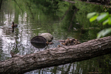 Duck with ducklings swim on the lake.