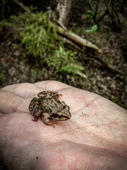 Obraz premium frog on the grass
