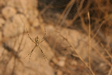 Araña tigre (Argiope lobata) sobre su telaraña, Cieza-Murcia-España