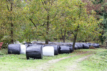 Obraz premium bales or hay bales wrapped in plastic