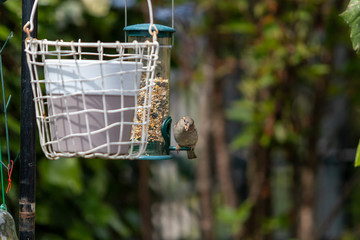 Sparrow eat in the garden 