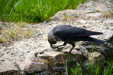 City bird pecks the ground. Jackdaw is looking for food.