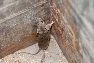 Caught a field mouse in a metal box is trying to get out and run.