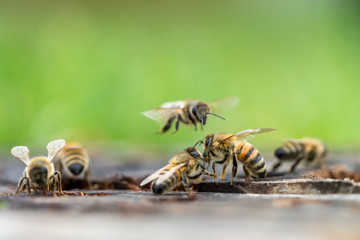Group of honey bees 