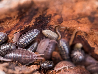 centipede and woodlice in a rotten wooden stump