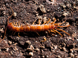 Scolopendra cingulata, also known as a millipede or centipede in southern Russia