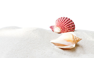 sea shell with sand on white background